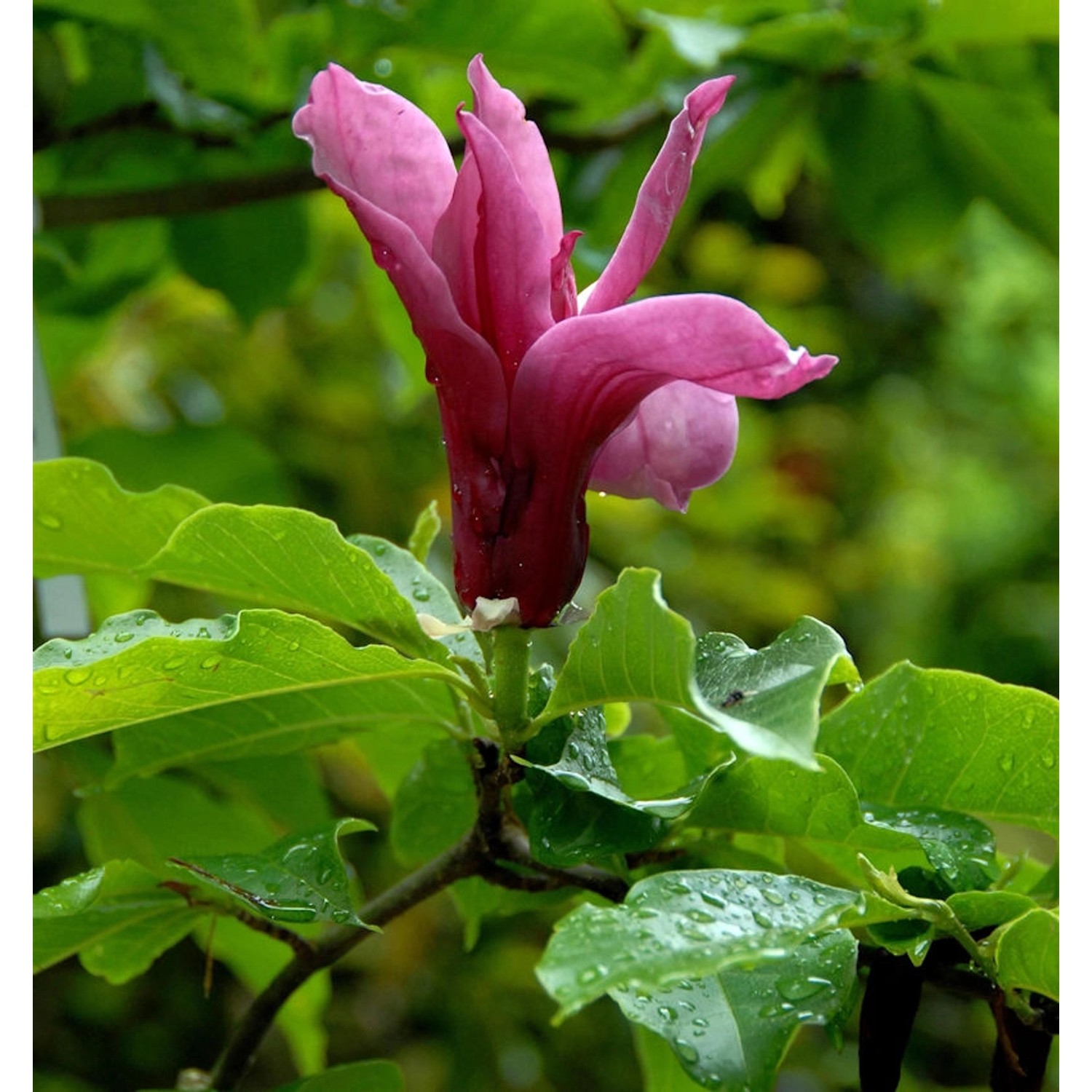 Magnolie Pink Pyramid 100-125cm - Magnolia Magnolie Pink Pyramid 100-125cm - Magnolia von Die Nr-01.de