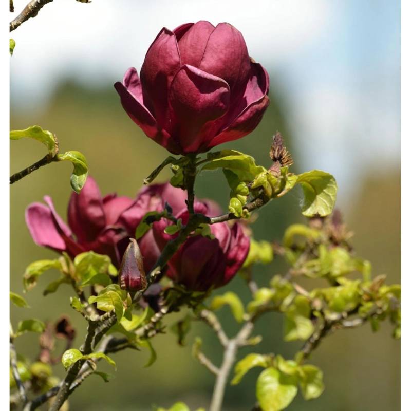 Magnolie Red as Red 40-60cm - Magnolia Magnolie Red as Red 40-60cm - Magnolia von Die Nr-01.de