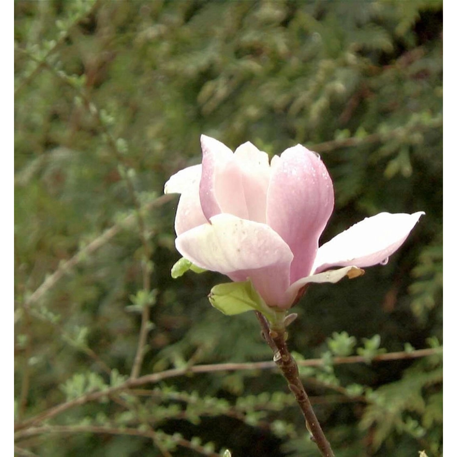 Magnolie Sweet Rose 100-125cm - Magnolia Magnolie Sweet Rose 100-125cm - Magnolia von Die Nr-01.de