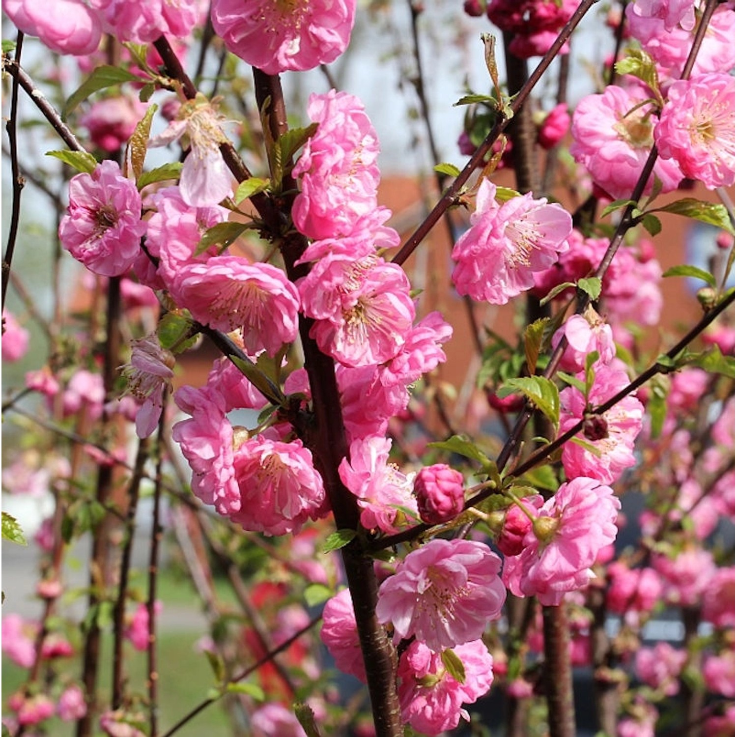 Mandelbäumchen Busch 40-60cm - Prunus triloba Mandelbäumchen Busch 40-60cm - Prunus triloba von Die Nr-01.de