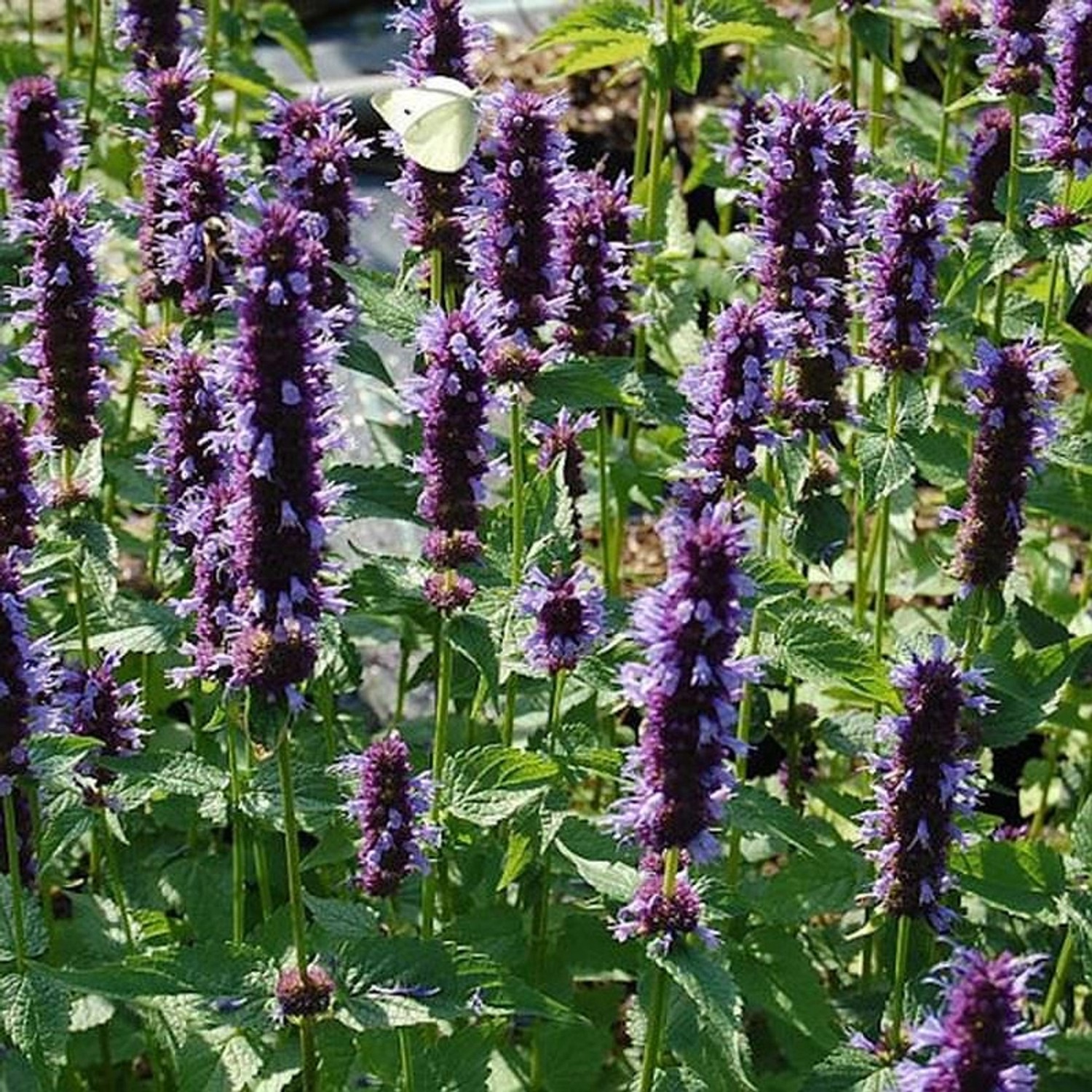 Mexikonessel Black Adder - Agastache rugosa von Die Nr-01.de