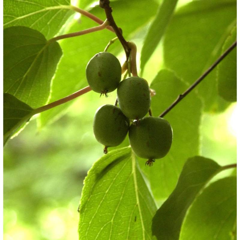 Mini-Kiwi Geneva 40-60cm - Actinidia arguta von Die Nr-01.de