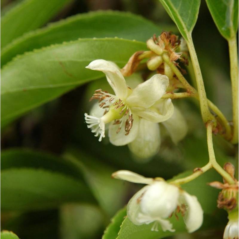 Mini-Kiwi Weiki männlich 40-60cm - Actinidia arguta von Die Nr-01.de
