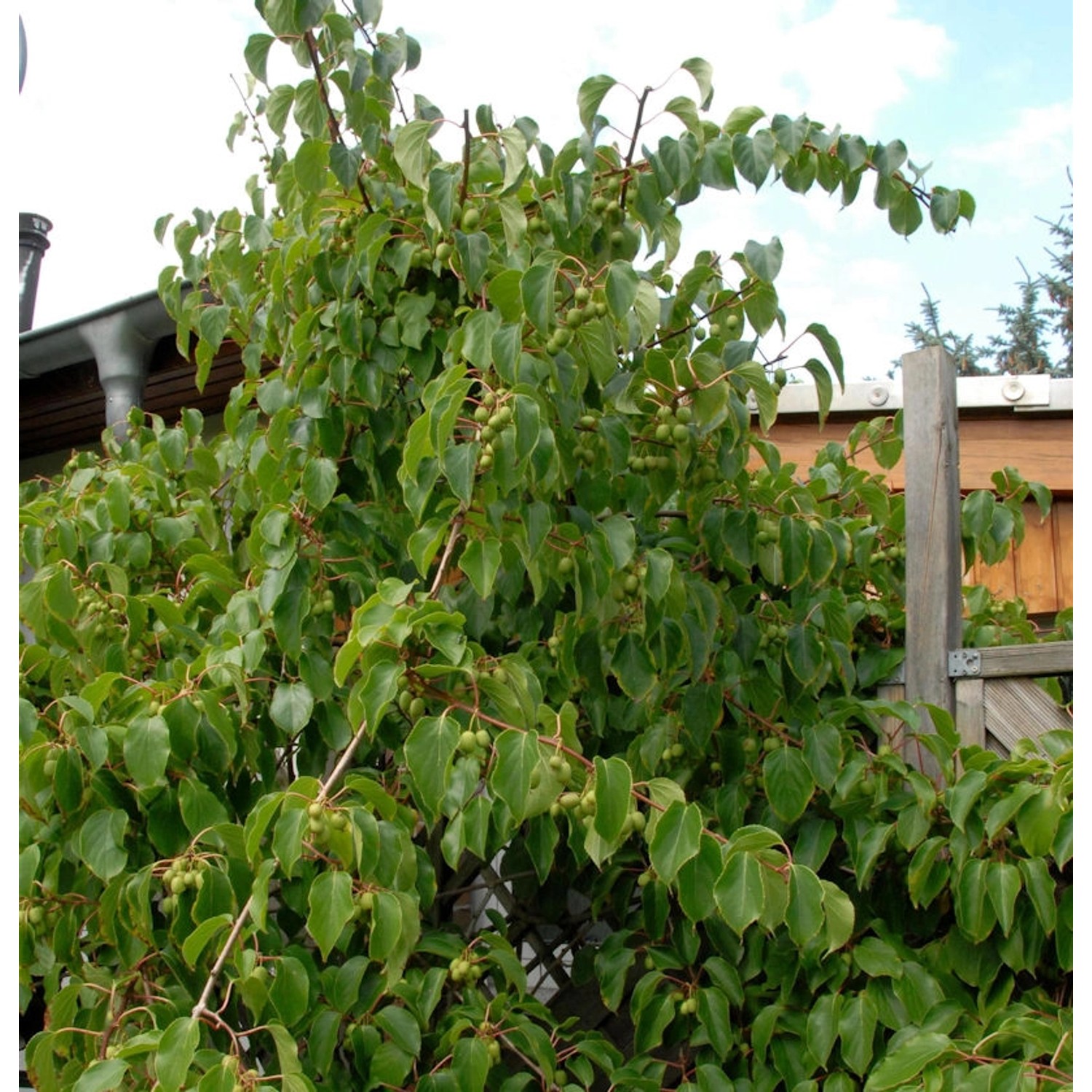 Minikiwi Fresh Jumbo 60-80cm - Actinidia arguta Minikiwi Fresh Jumbo 60-80cm - Actinidia arguta von Die Nr-01.de