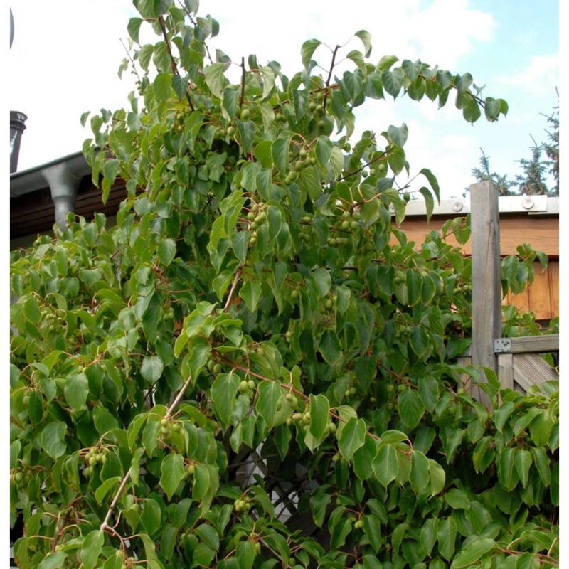 Minikiwi Fresh Jumbo 60-80cm - Actinidia arguta von Die Nr-01.de
