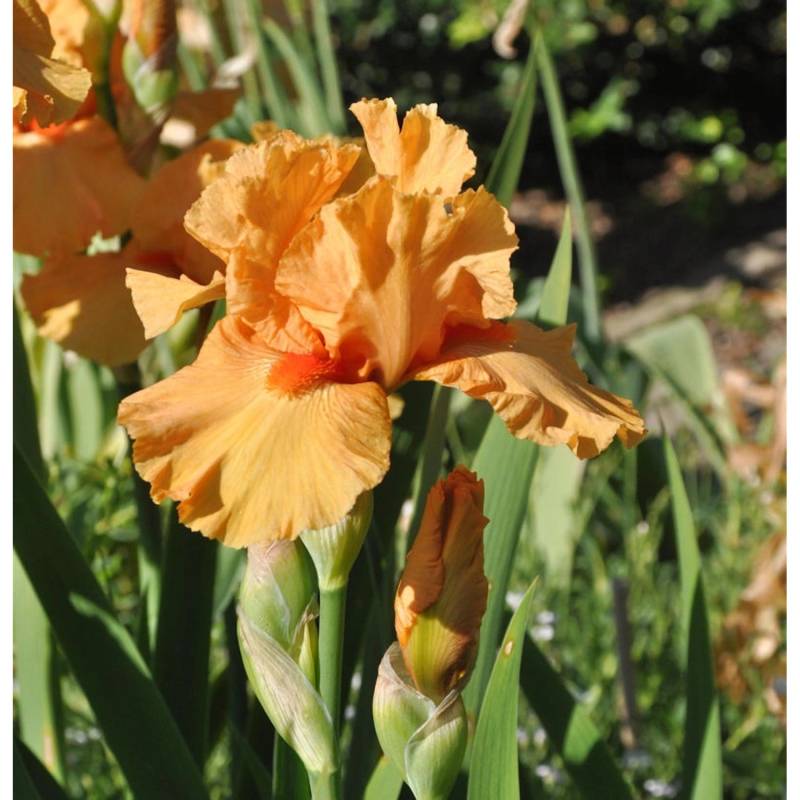 Mittelhohe Schwertlilie Apricot Silk - Iris barbata von Die Nr-01.de