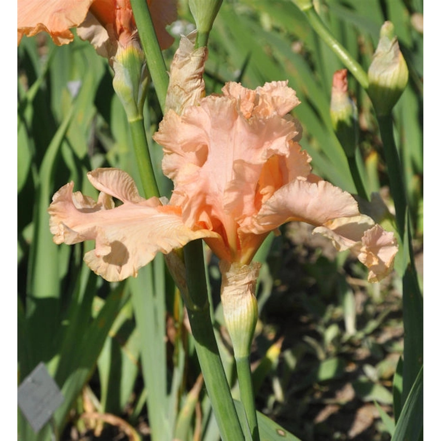 Mittelhohe Schwertlilie June Rose - Iris barbata von Die Nr-01.de