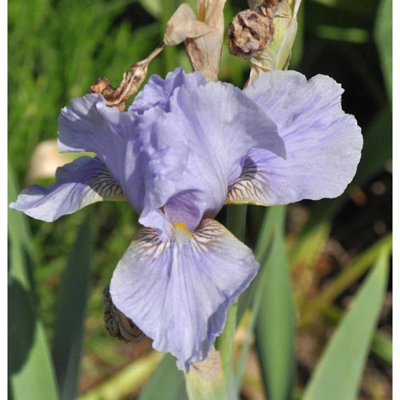 Mittelhohe Schwertlilie Morgendämmerung - Iris barbata Mittelhohe Schwertlilie Morgendämmerung - Iris barbata von Die Nr-01.de