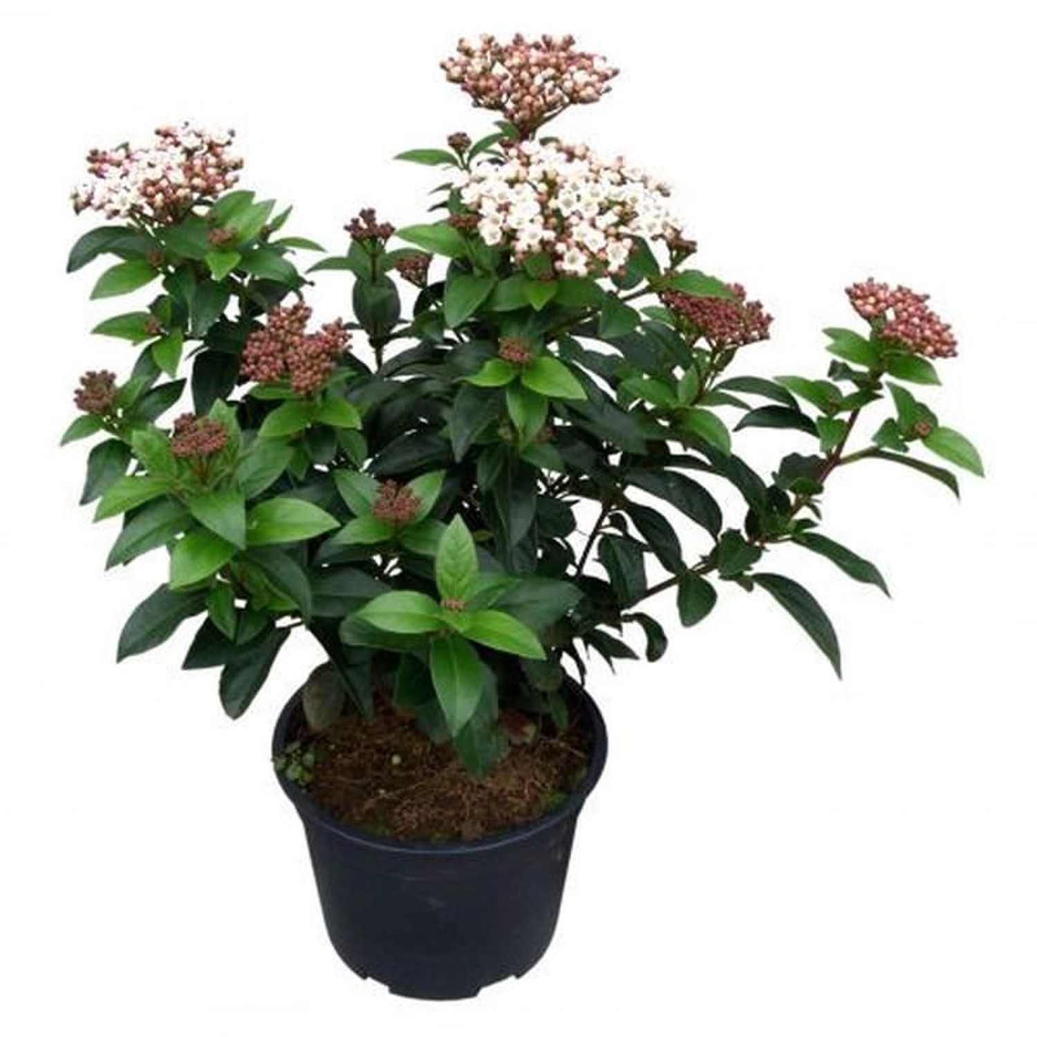 Mittelmeer Schneeball Lisa Rose 50-60cm - Viburnum tinus von Die Nr-01.de