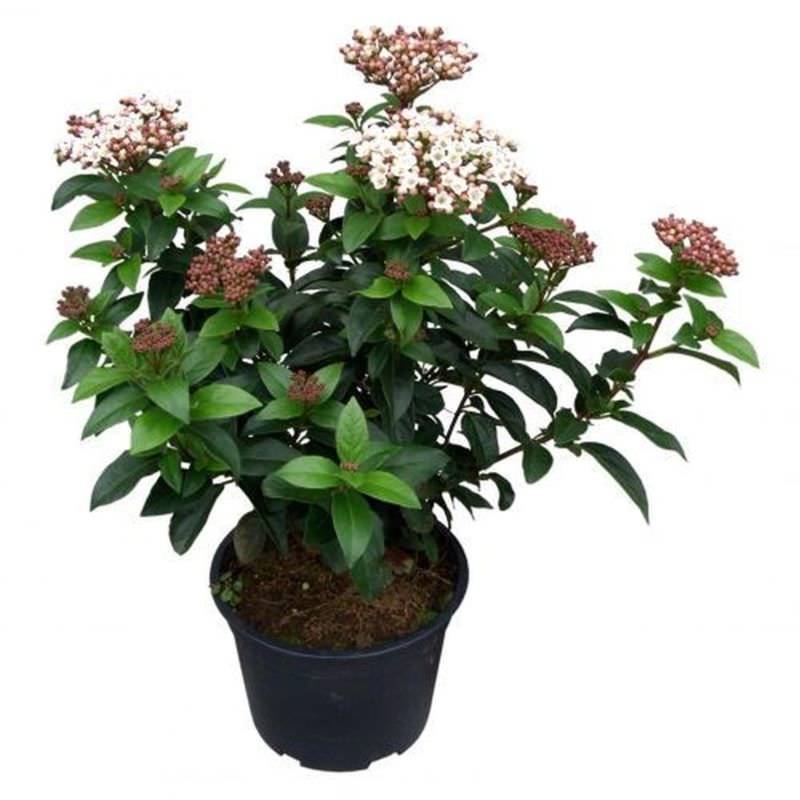 Mittelmeer Schneeball Lisa Rose 50-60cm - Viburnum tinus von Die Nr-01.de