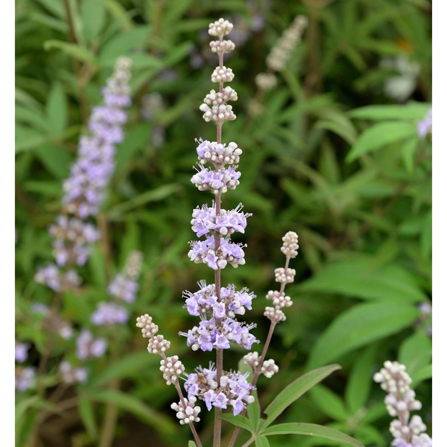 Mönchspfeffer Galactic Pink 30-40cm - Vitex agnus castus Mönchspfeffer Galactic Pink 30-40cm - Vitex agnus castus von Die Nr-01.de