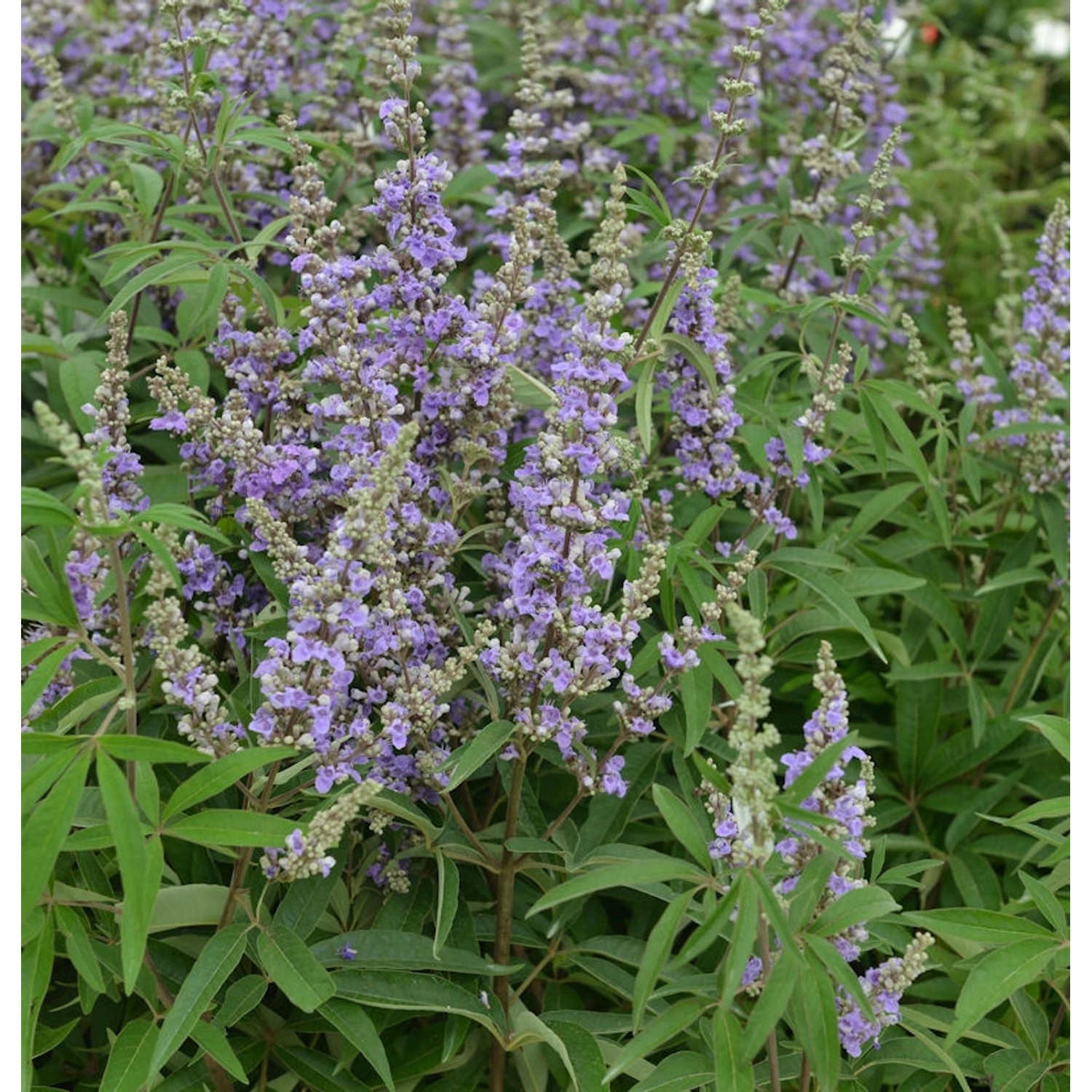 Mönchspfeffer Magical Summertime Blues 40-60cm - Vitex agnus castus Mönchspfeffer Magical Summertime Blues 40-60cm - Vitex agnus castus von Die Nr-01.de