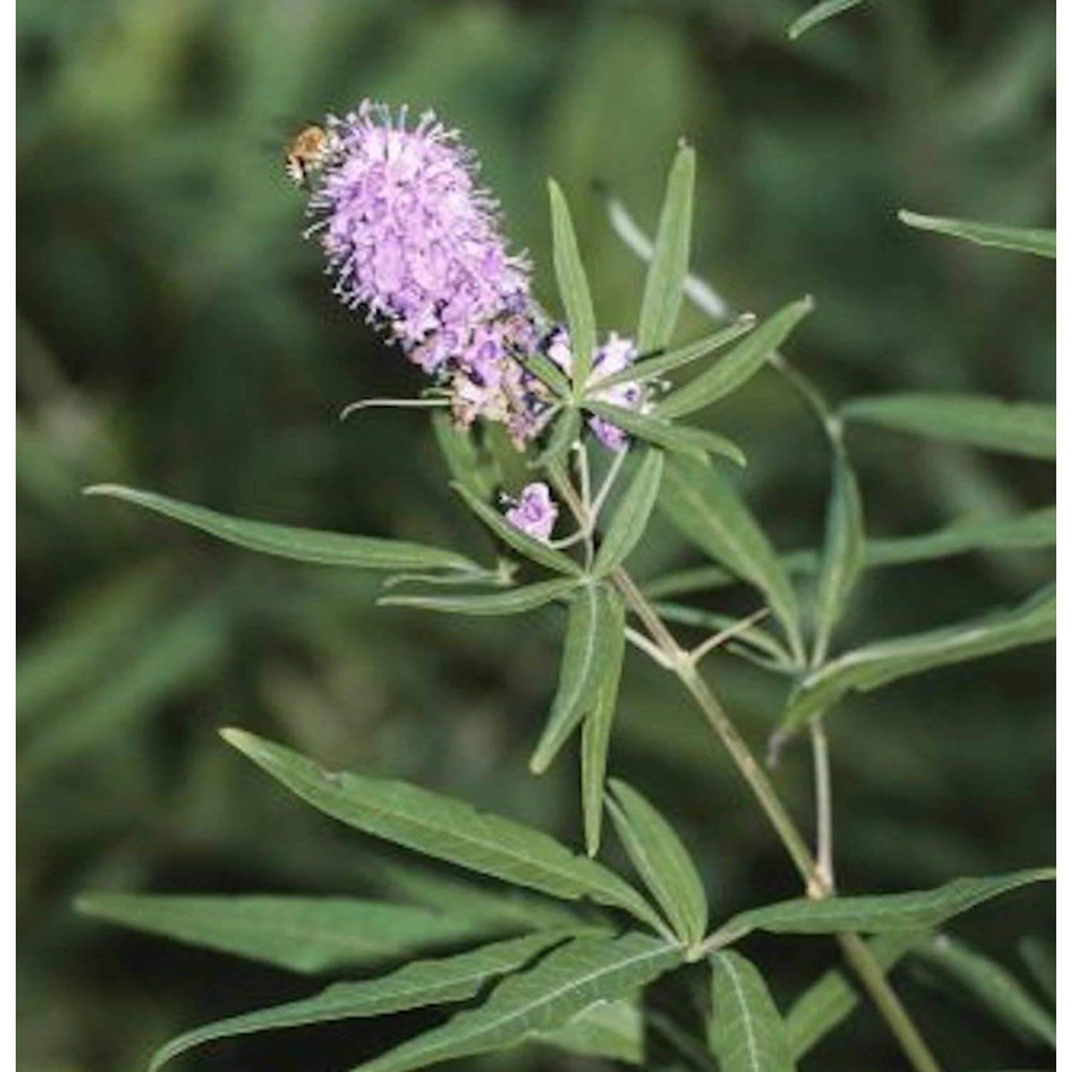 Mönchspfeffer Pink Pinnacle 40-60cm - Vitex agnus castus Mönchspfeffer Pink Pinnacle 40-60cm - Vitex agnus castus von Die Nr-01.de