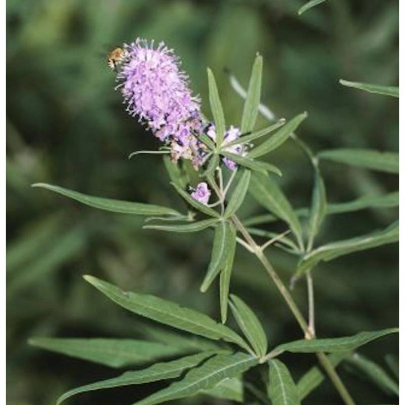 Mönchspfeffer Pink Pinnacle 40-60cm - Vitex agnus castus von Die Nr-01.de