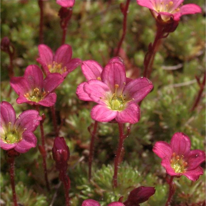 Moossteinbrech Pixi Red - Saxifraga arendsii von Die Nr-01.de