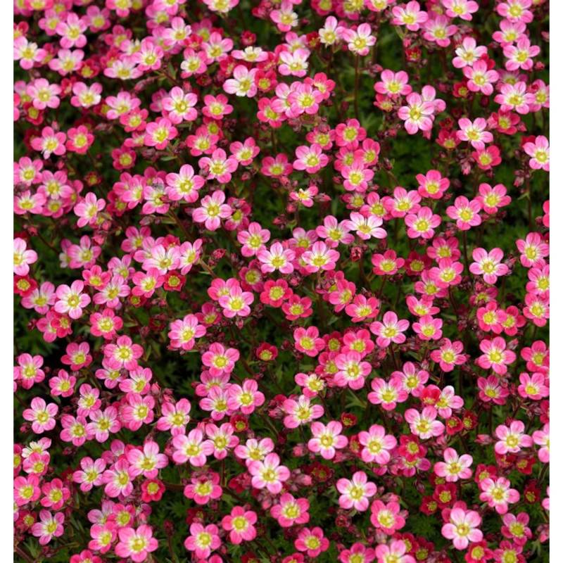 Moossteinbrech Pixi Rose - Saxifraga arendsii Moossteinbrech Pixi Rose - Saxifraga arendsii von Die Nr-01.de