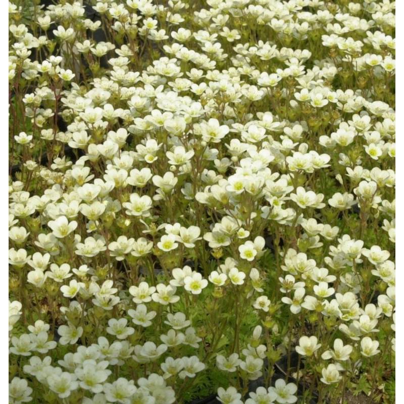 Moossteinbrech Pixi Weiß - Saxifraga arendsii von Die Nr-01.de