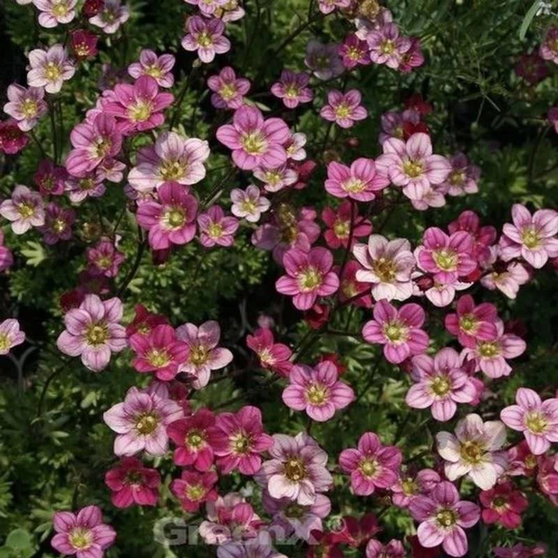 Moossteinbrech Silver Cushion - Saxifraga arendsii von Die Nr-01.de