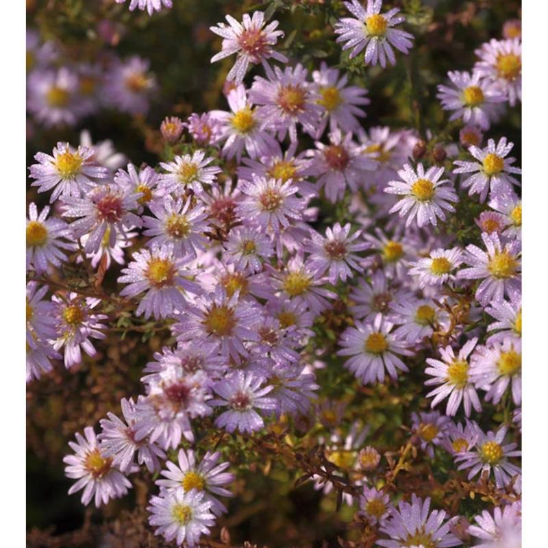 Myrtenaster Pink Cloud - Aster ericoides von Die Nr-01.de