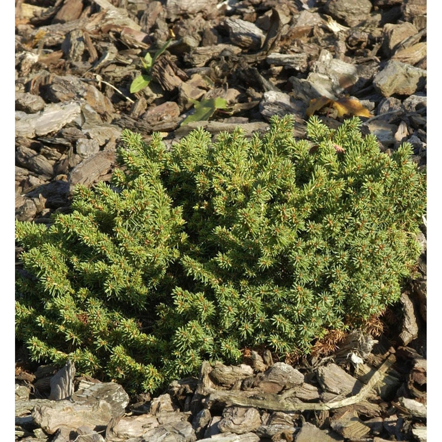 Nestfichte Kissenfichte Little Gem 30-40cm - Picea abies von Die Nr-01.de
