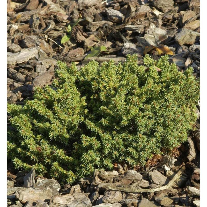 Nestfichte Kissenfichte Little Gem 30-40cm - Picea abies von Die Nr-01.de