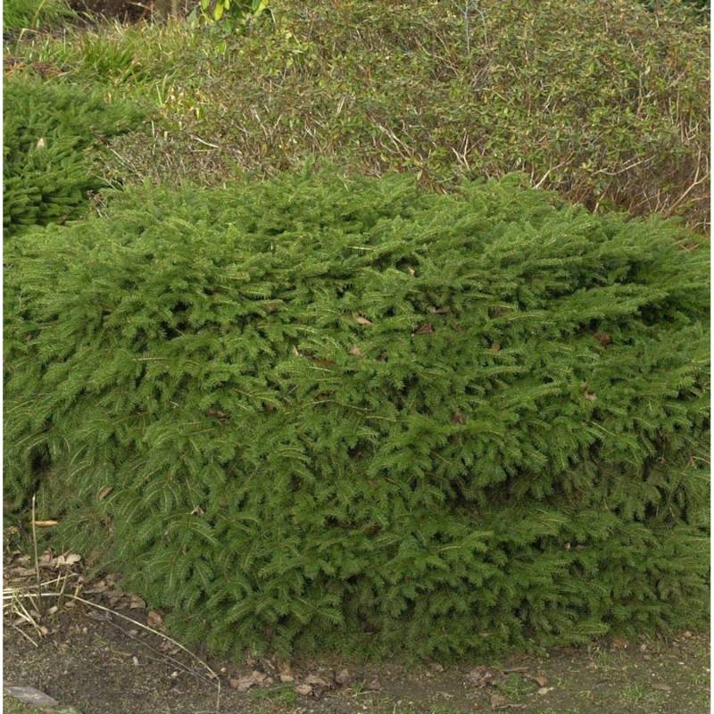 Nestfichte Nidiformis 50-60cm - Picea abies von Die Nr-01.de