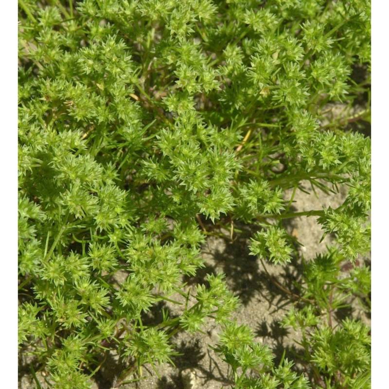 Neuseeländer Knäuel - Scleranthus uniflorus von Die Nr-01.de