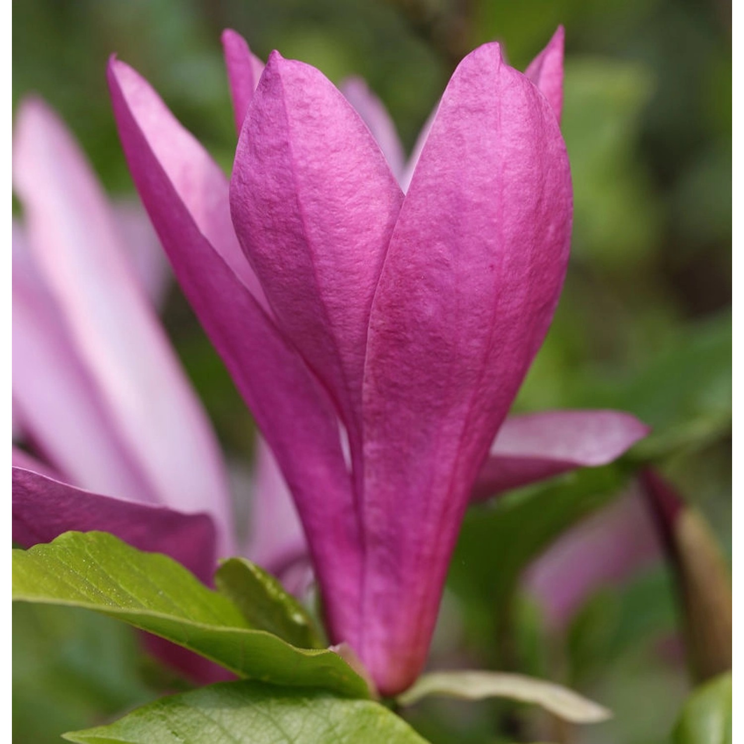 Niedrige Magnolie Susan 125-150cm - Magnolia liliiflora Niedrige Magnolie Susan 125-150cm - Magnolia liliiflora von Die Nr-01.de