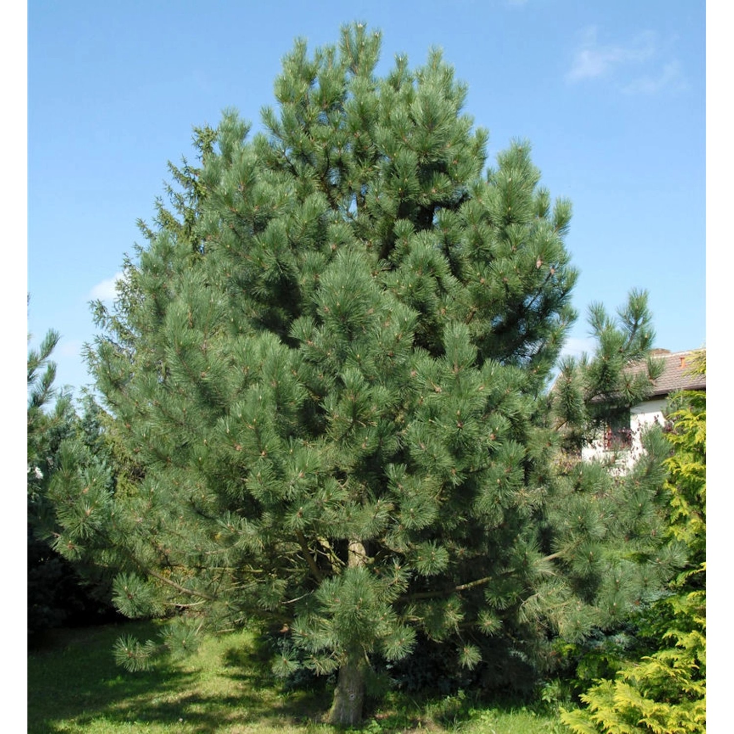 Österreichische Schwarz-Kiefer 100-125cm - Pinus nigra Österreichische Schwarz-Kiefer 100-125cm - Pinus nigra von Die Nr-01.de