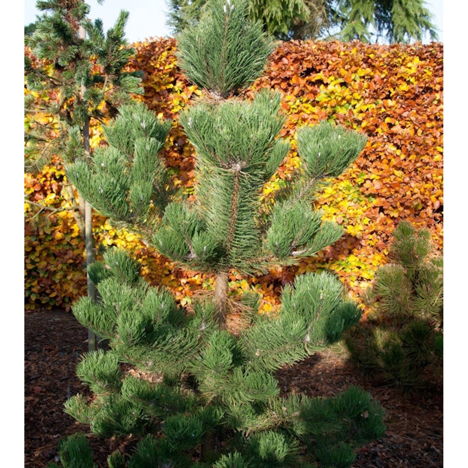 Österreichische Schwarzkiefer Oregon Green 70-80cm - Pinus nigra Österreichische Schwarzkiefer Oregon Green 70-80cm - Pinus nigra von Die Nr-01.de