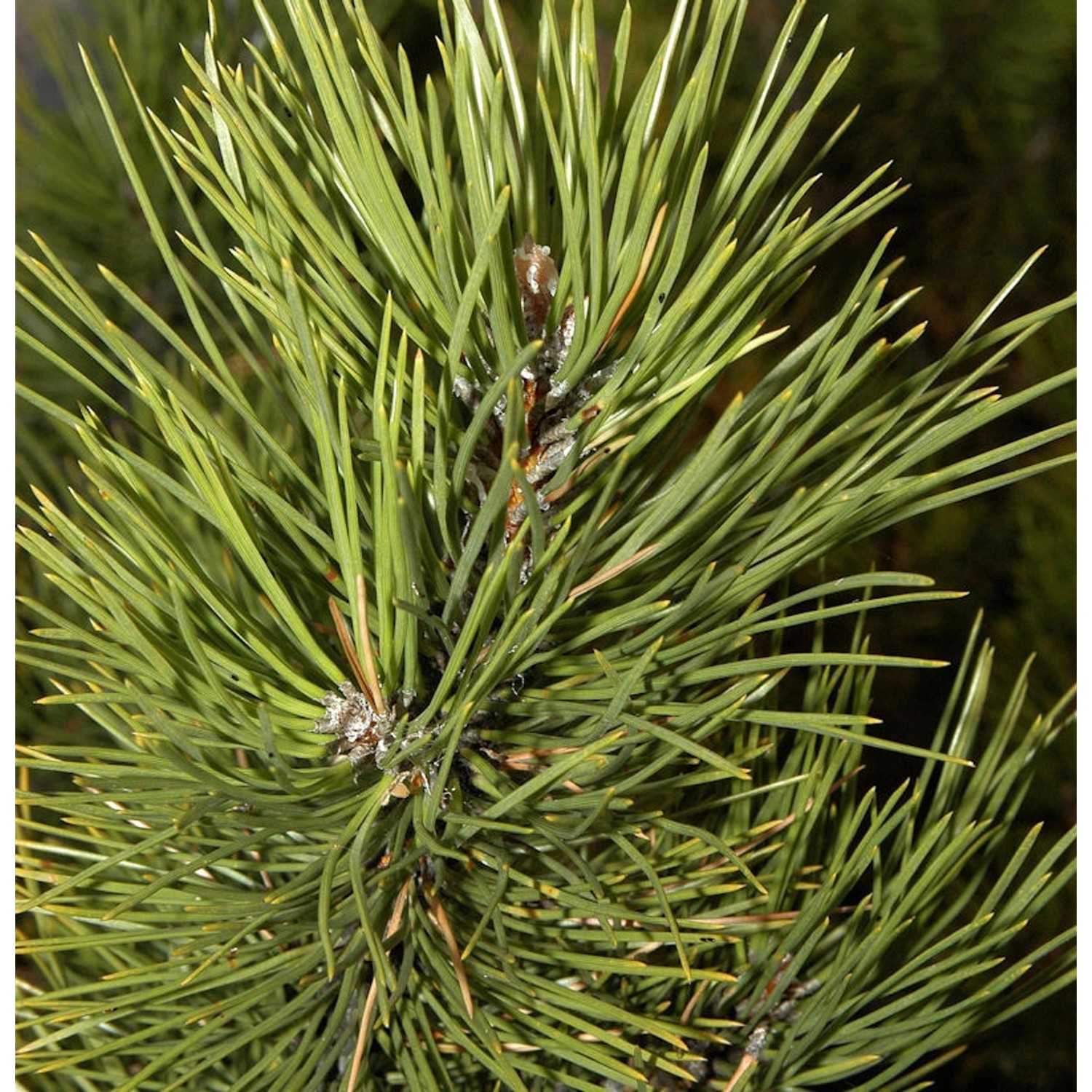 Österreichische Schwarzkiefer Select 30-40cm - Pinus nigra von Die Nr-01.de