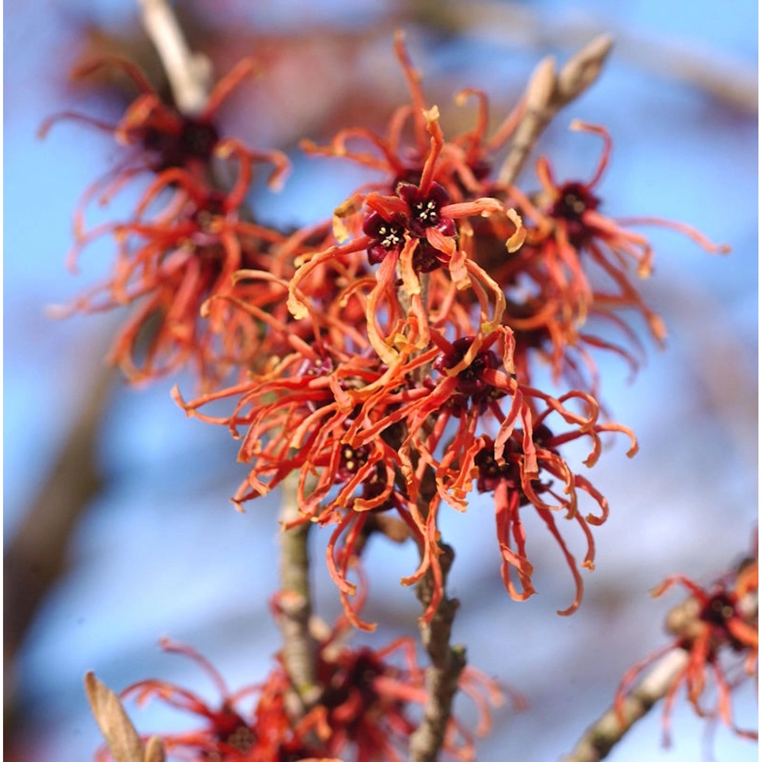 Orange Zaubernuß Jelena 60-80cm - Hamamelis intermedia Orange Zaubernuß Jelena 60-80cm - Hamamelis intermedia von Die Nr-01.de