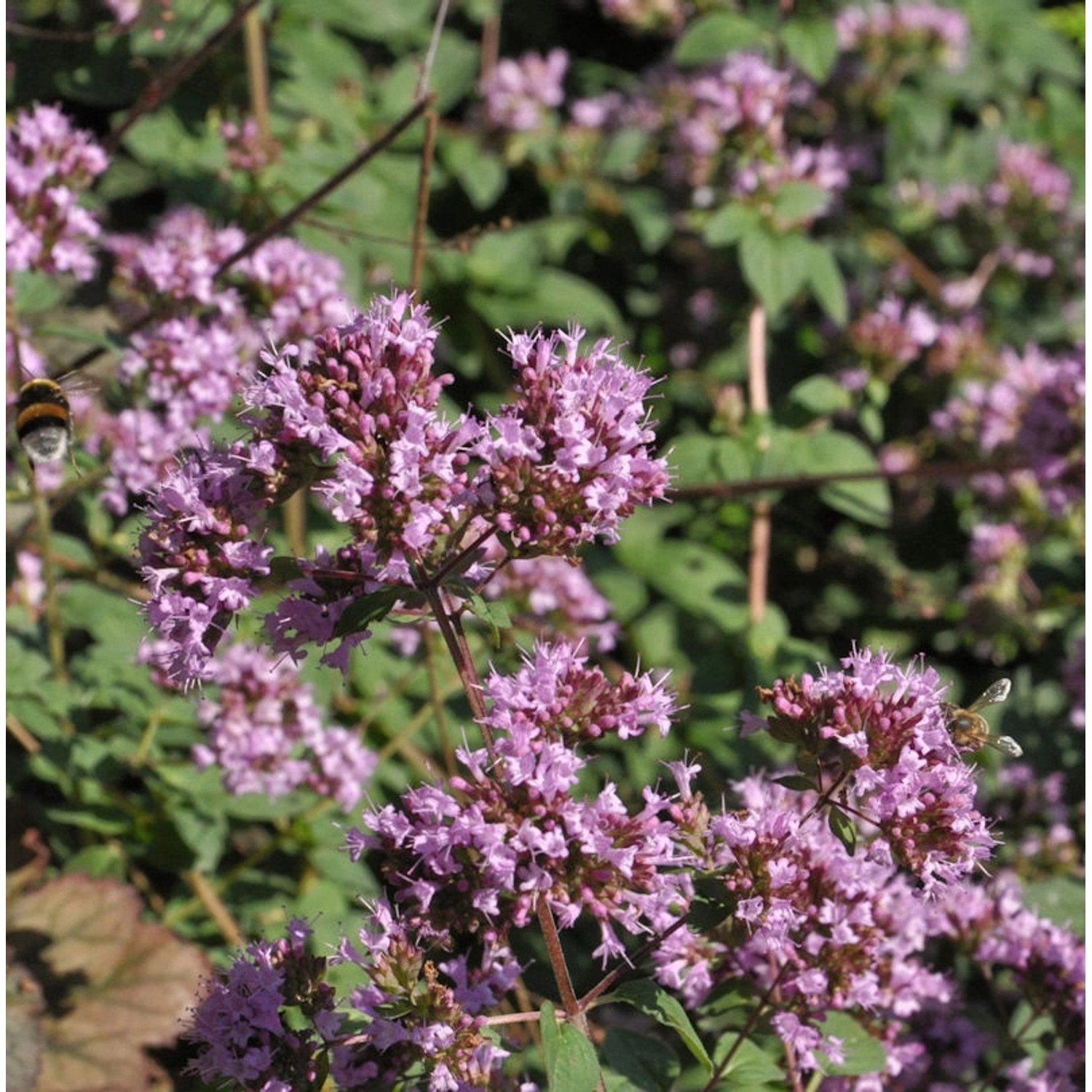 Oregano Purple Charm - Origanum laevigatum von Die Nr-01.de