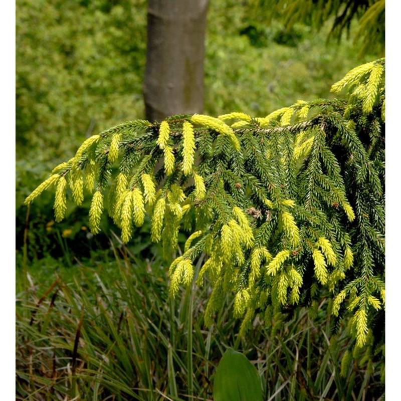 Orientalische Goldfichte 50-60cm - Picea orientalis Aurea Orientalische Goldfichte 50-60cm - Picea orientalis Aurea von Die Nr-01.de