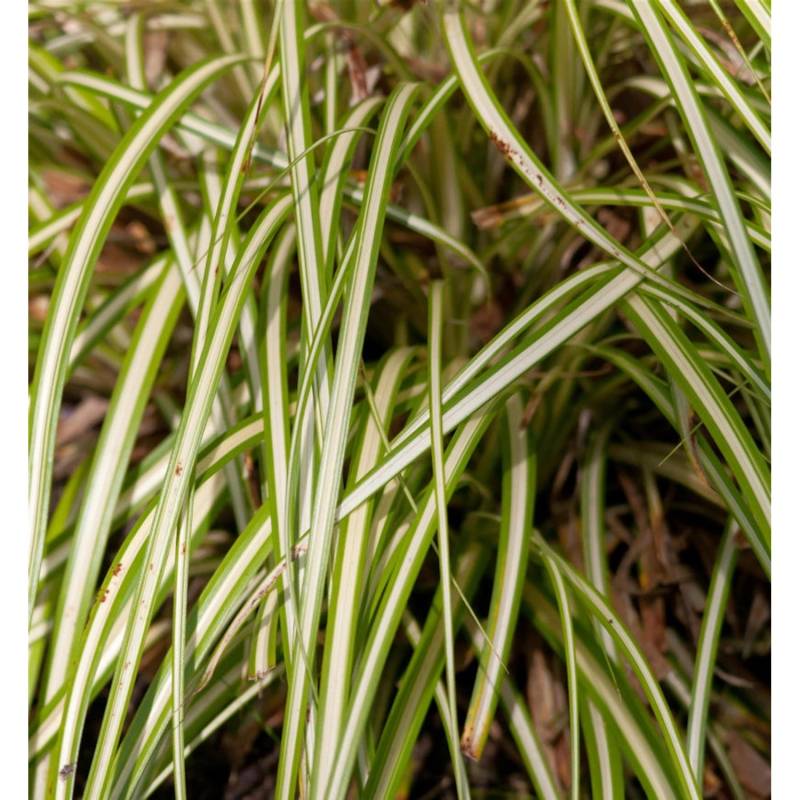 Oshima Segge Maxi Gold - großer Topf - Carex oshimensis von Die Nr-01.de