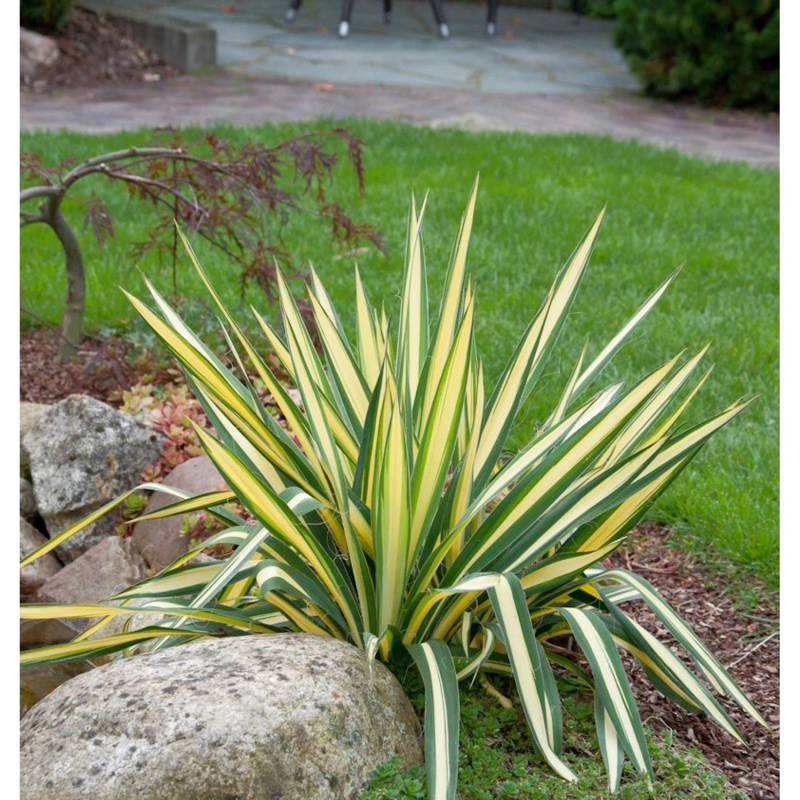 Palmlilie Colour Guard - großer Topf - Yucca filamentosa von Die Nr-01.de