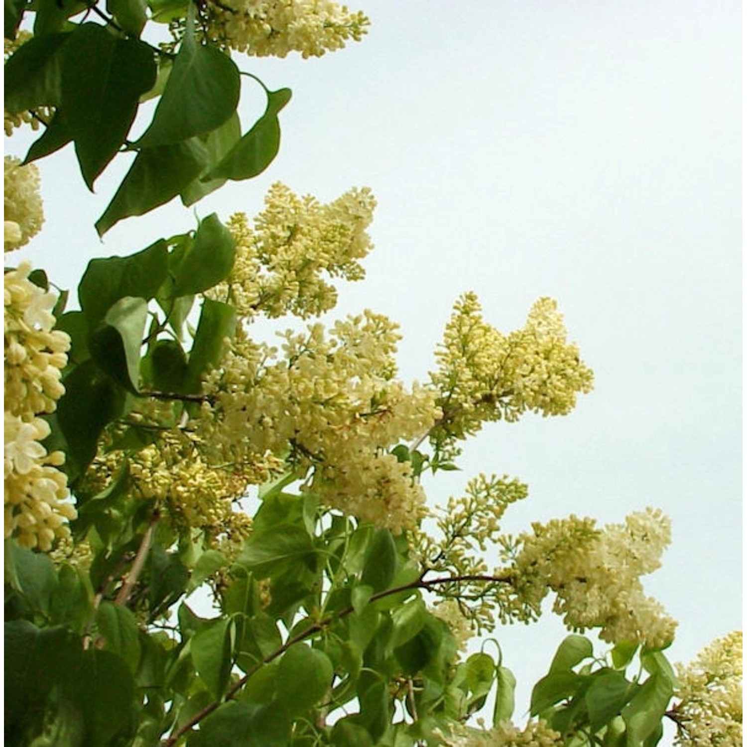 Peking Flieder Bejing Gold 125-150cm - Syringa pekinensis Peking Flieder Bejing Gold 125-150cm - Syringa pekinensis von Die Nr-01.de