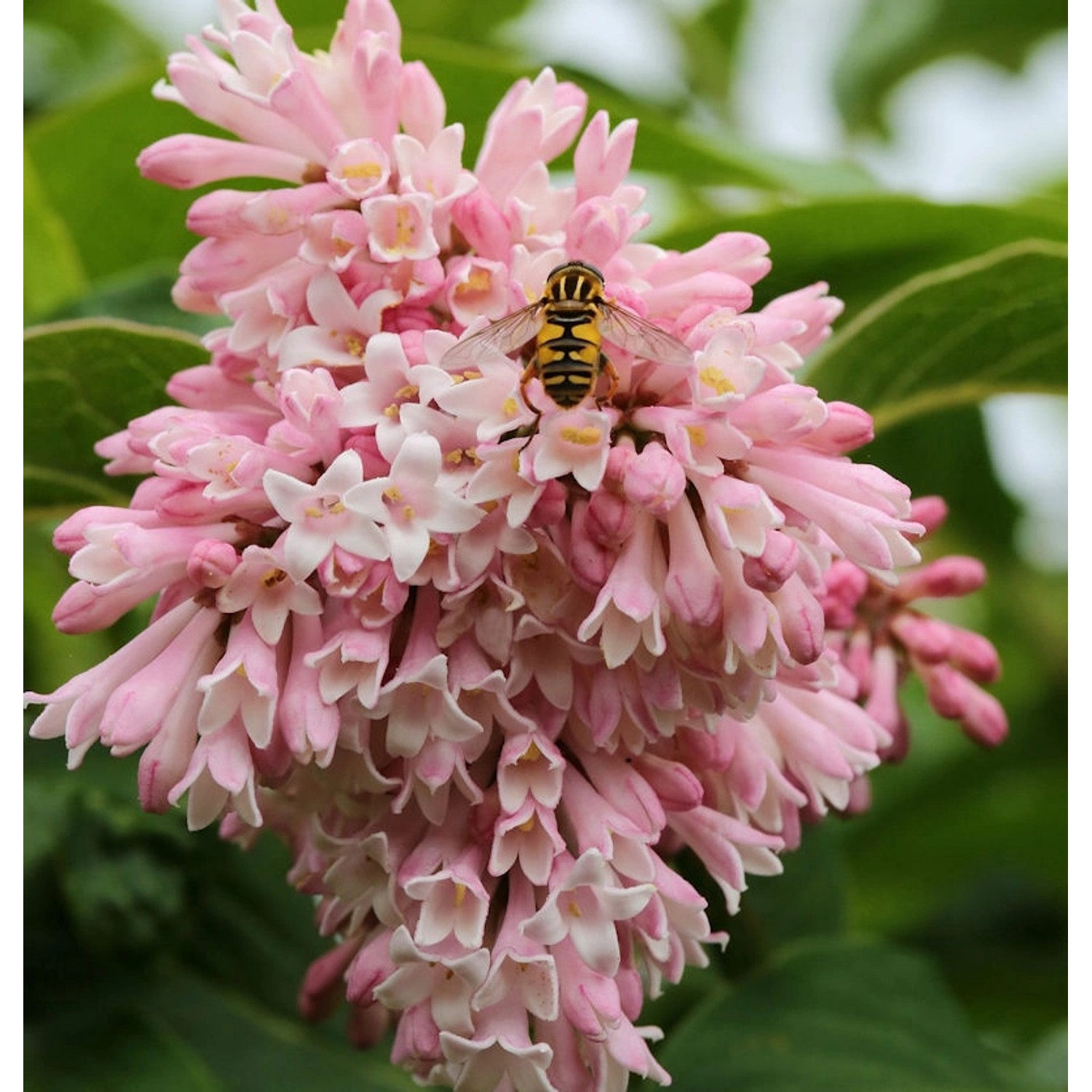 Perlenflieder 100-125cm - Syringa swegiflexa Perlenflieder 100-125cm - Syringa swegiflexa von Die Nr-01.de
