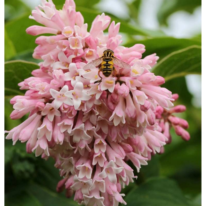 Perlenflieder 100-125cm - Syringa swegiflexa von Die Nr-01.de