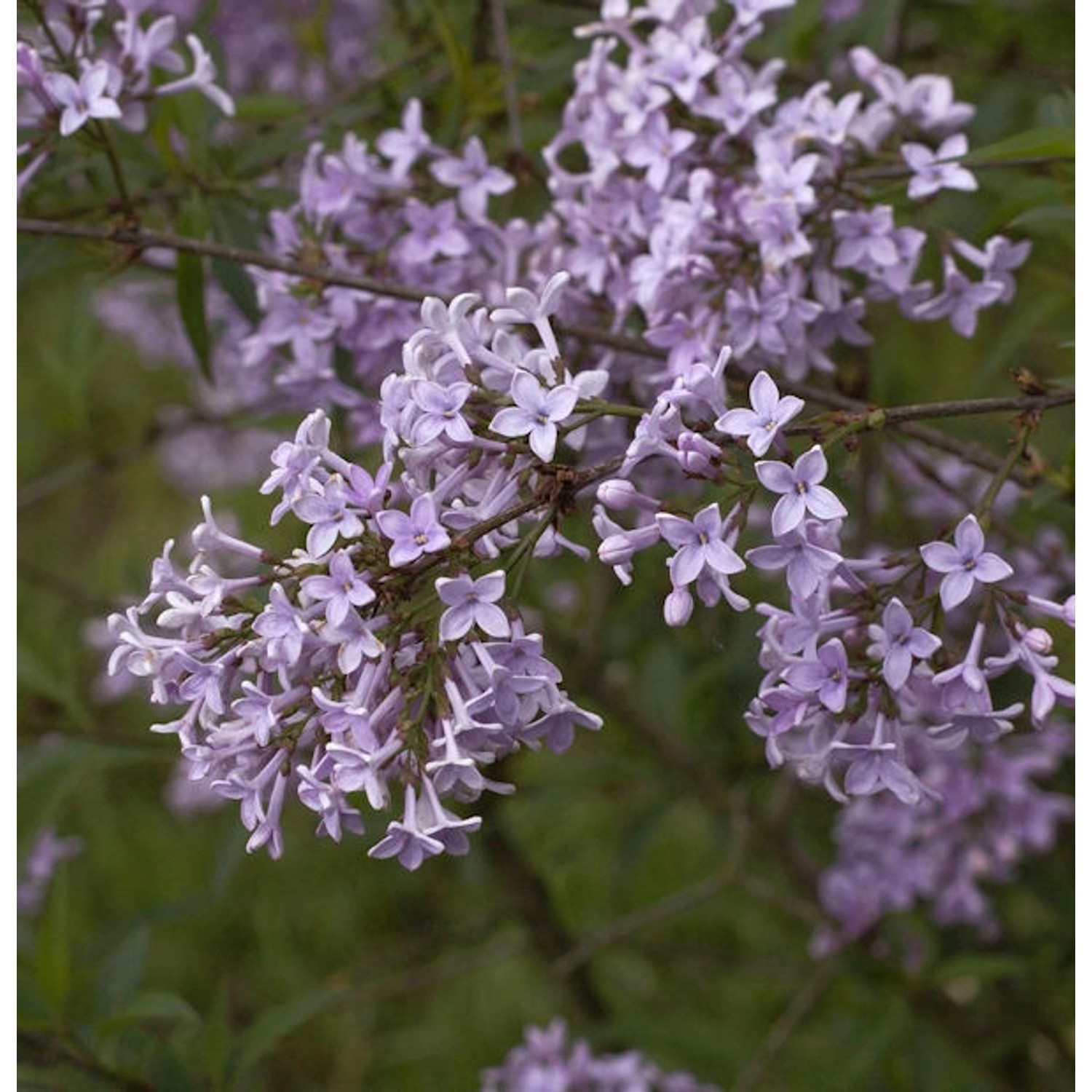 Persische Flieder 60-80cm - Syringa persica Persische Flieder 60-80cm - Syringa persica von Die Nr-01.de