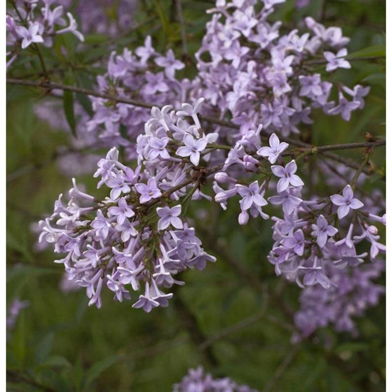 Persische Flieder 60-80cm - Syringa persica von Die Nr-01.de