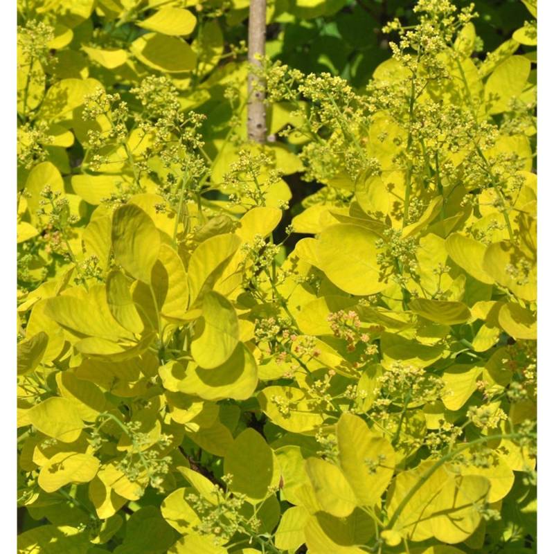 Perückenstrauch Golden Lady 40-60cm - Cotinus coggygria von Die Nr-01.de
