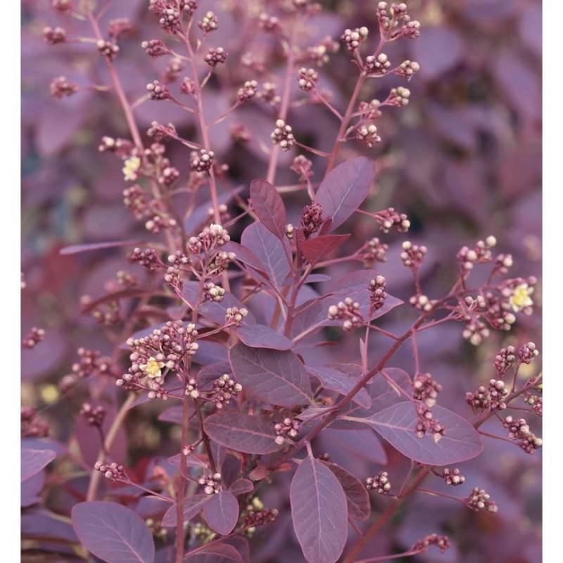 Perückenstrauch Royal Purple 80-100cm - Cotinus coggygria von Die Nr-01.de