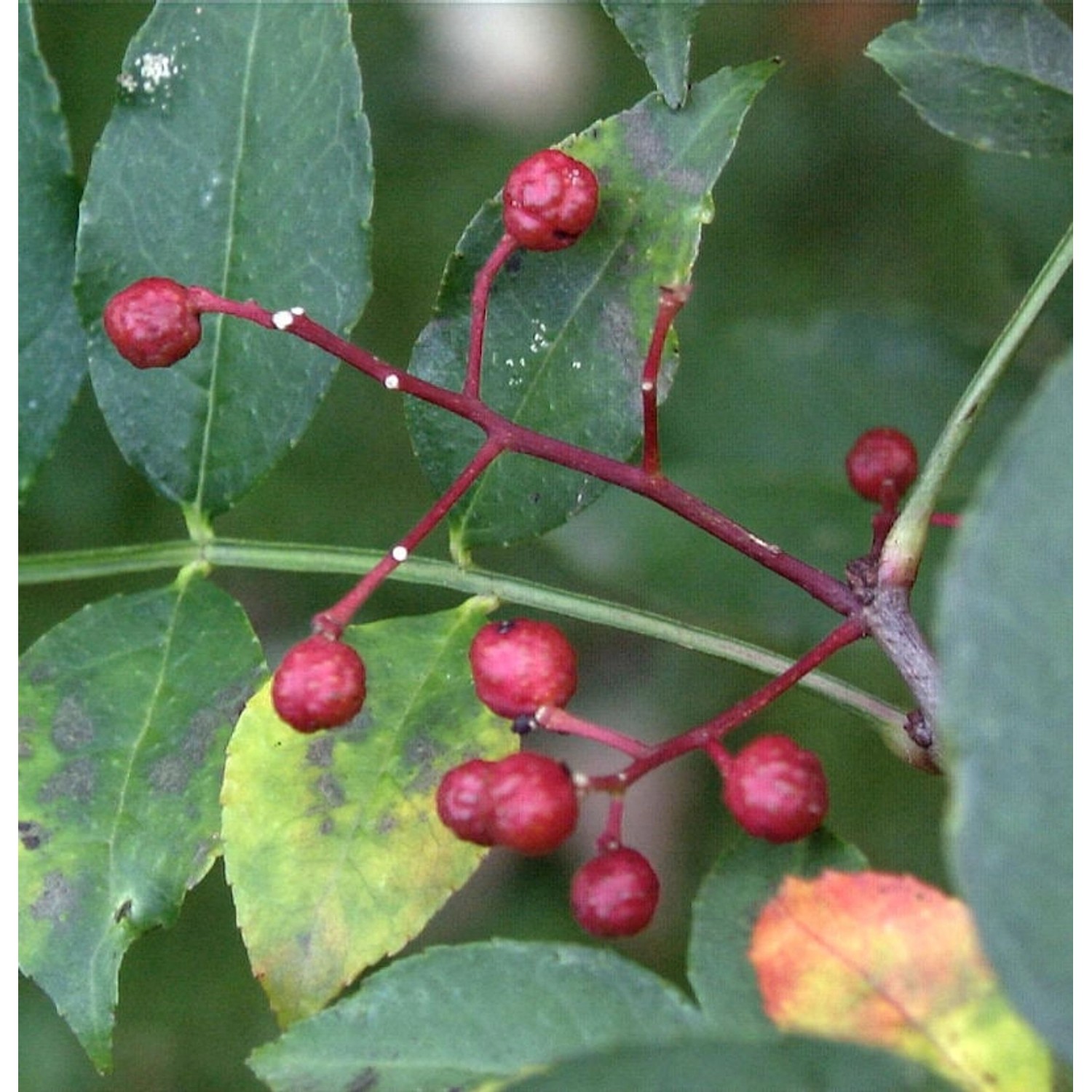 Pfefferstrauch 125-150cm - Zanthoxylum simulans Pfefferstrauch 125-150cm - Zanthoxylum simulans von Die Nr-01.de