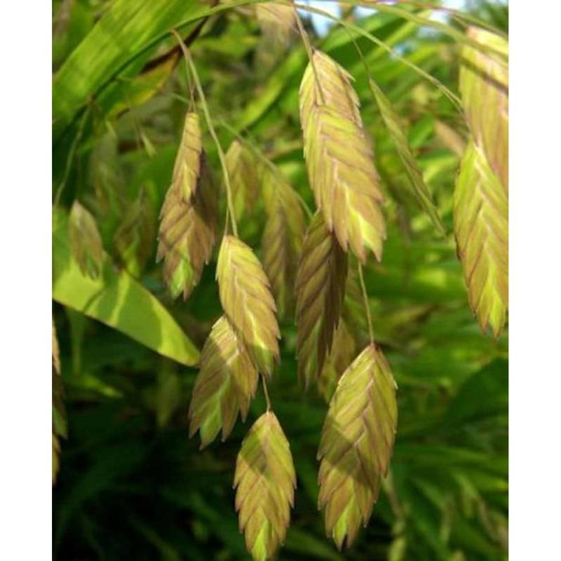 Plattährengras - großer Topf - Chasmanthium latifolium von Die Nr-01.de