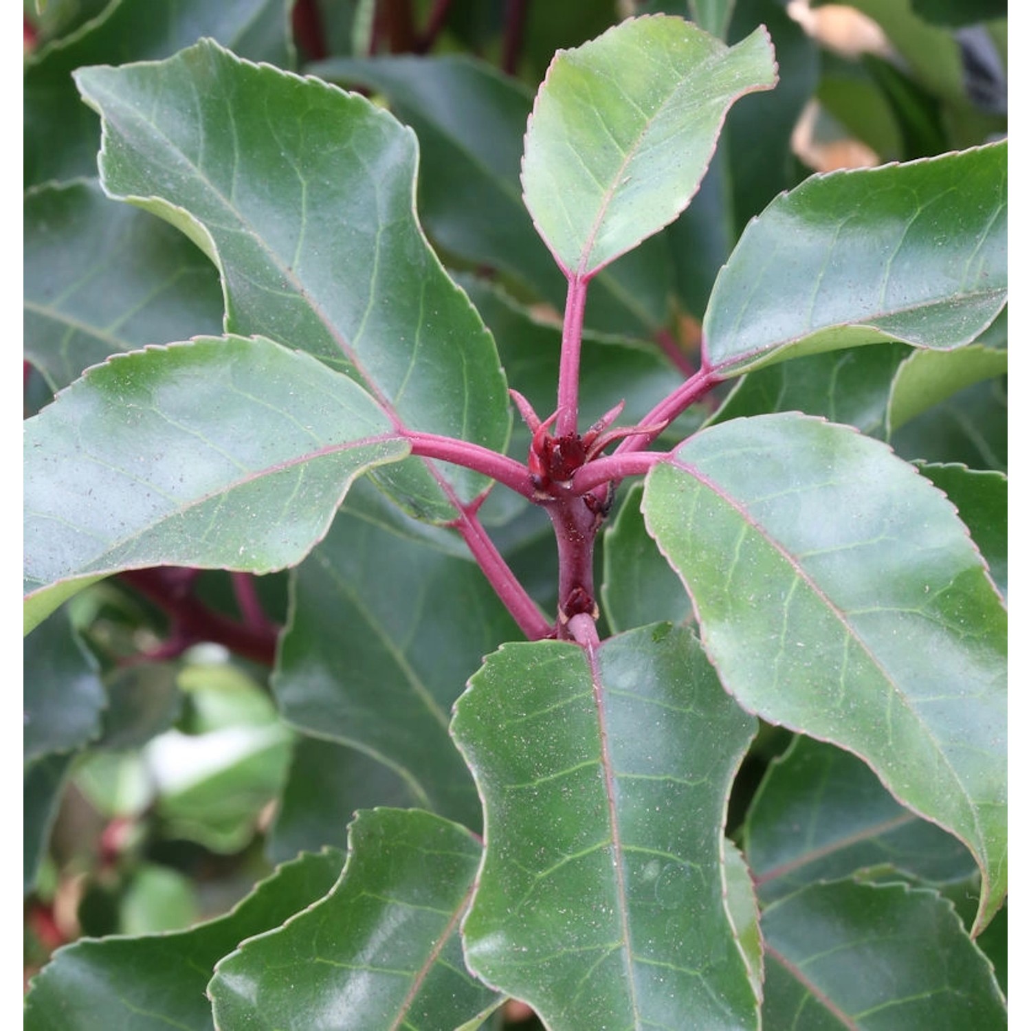 Portugiesische Lorbeerkirsche Brenelia 125-150cm - Prunus lusitanica Portugiesische Lorbeerkirsche Brenelia 125-150cm - Prunus lusitanica von Die Nr-01.de