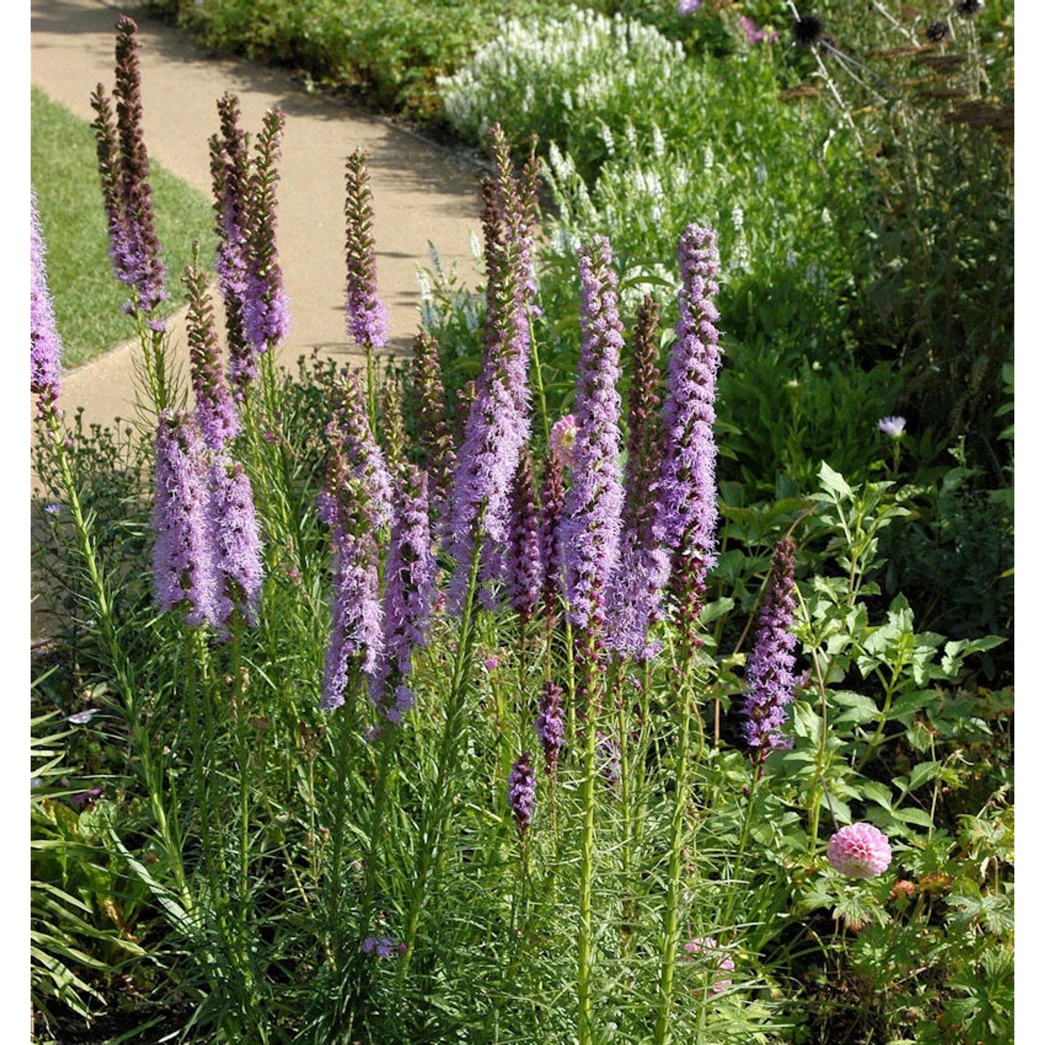 Prachtscharte Floristan Violett - Liatris spicata Prachtscharte Floristan Violett - Liatris spicata von Die Nr-01.de