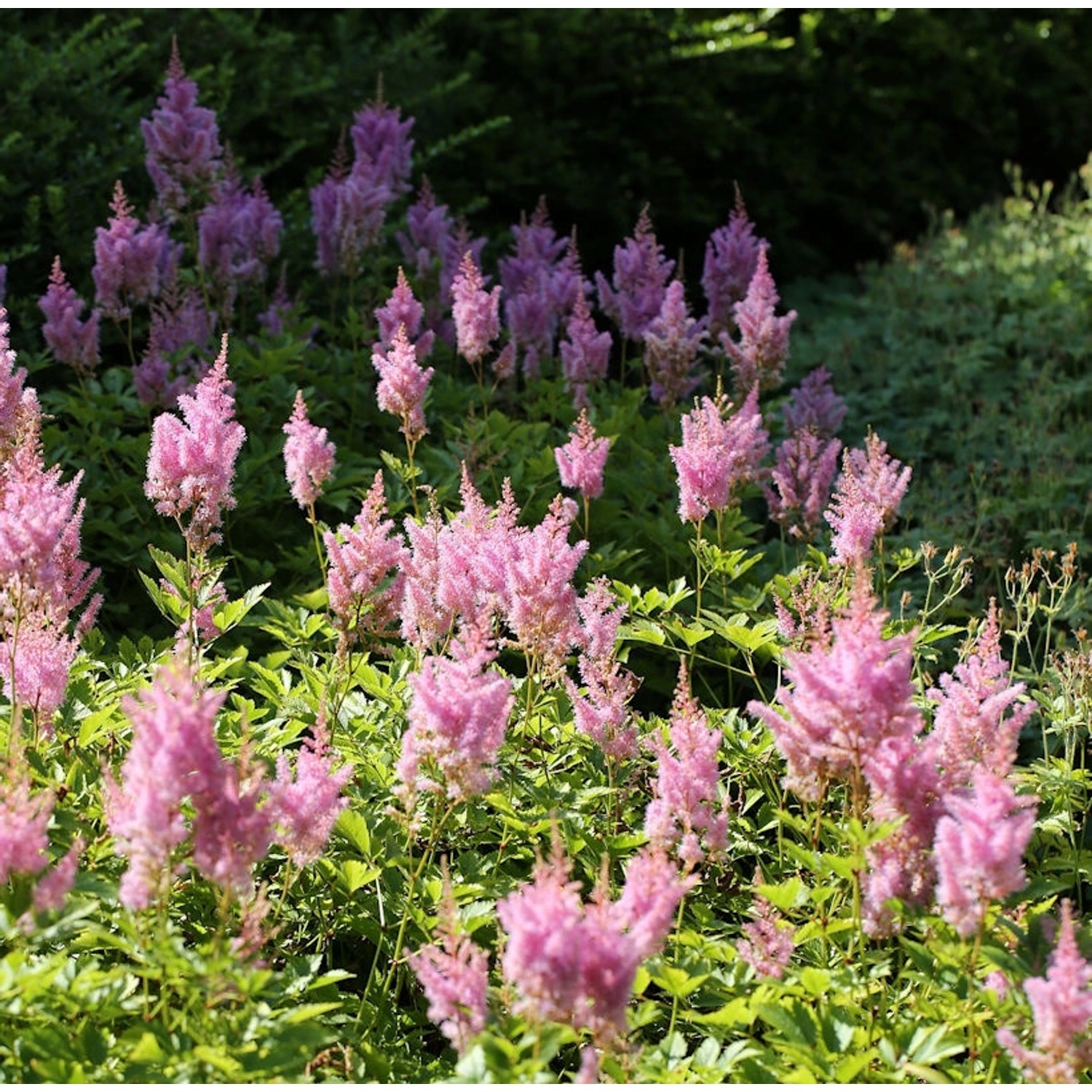 Prachtspiere Visions in Pink - Astilbe arendsii Prachtspiere Visions in Pink - Astilbe arendsii von Die Nr-01.de