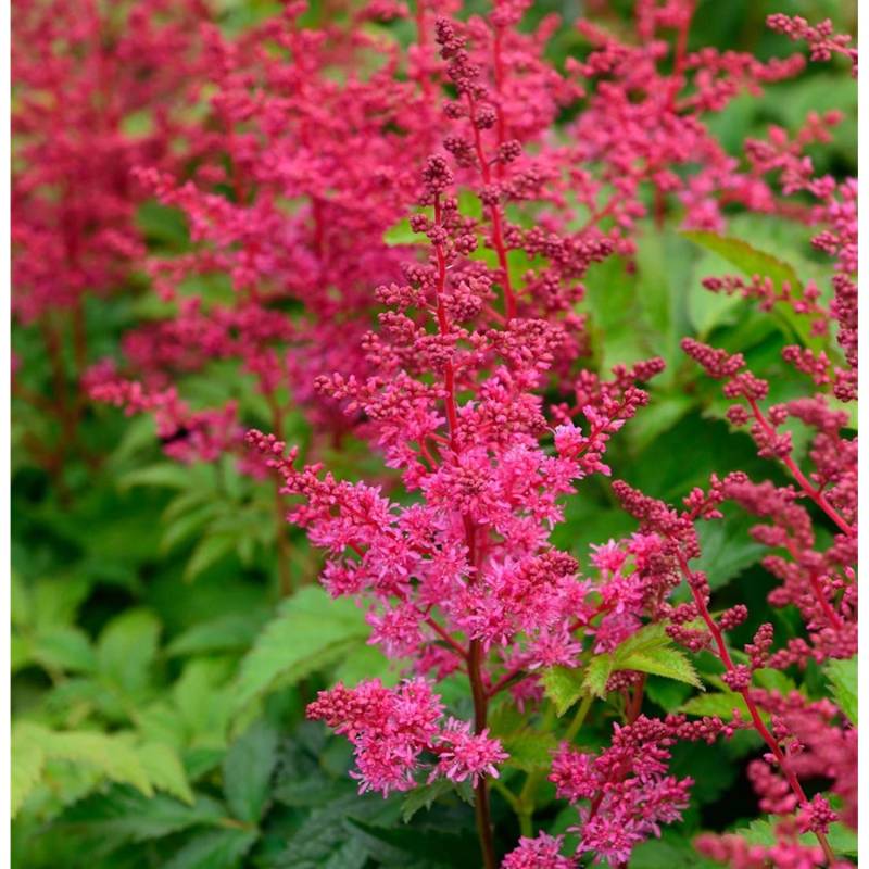 Prachtspiere Visions in Red - Astilbe arendsii von Die Nr-01.de