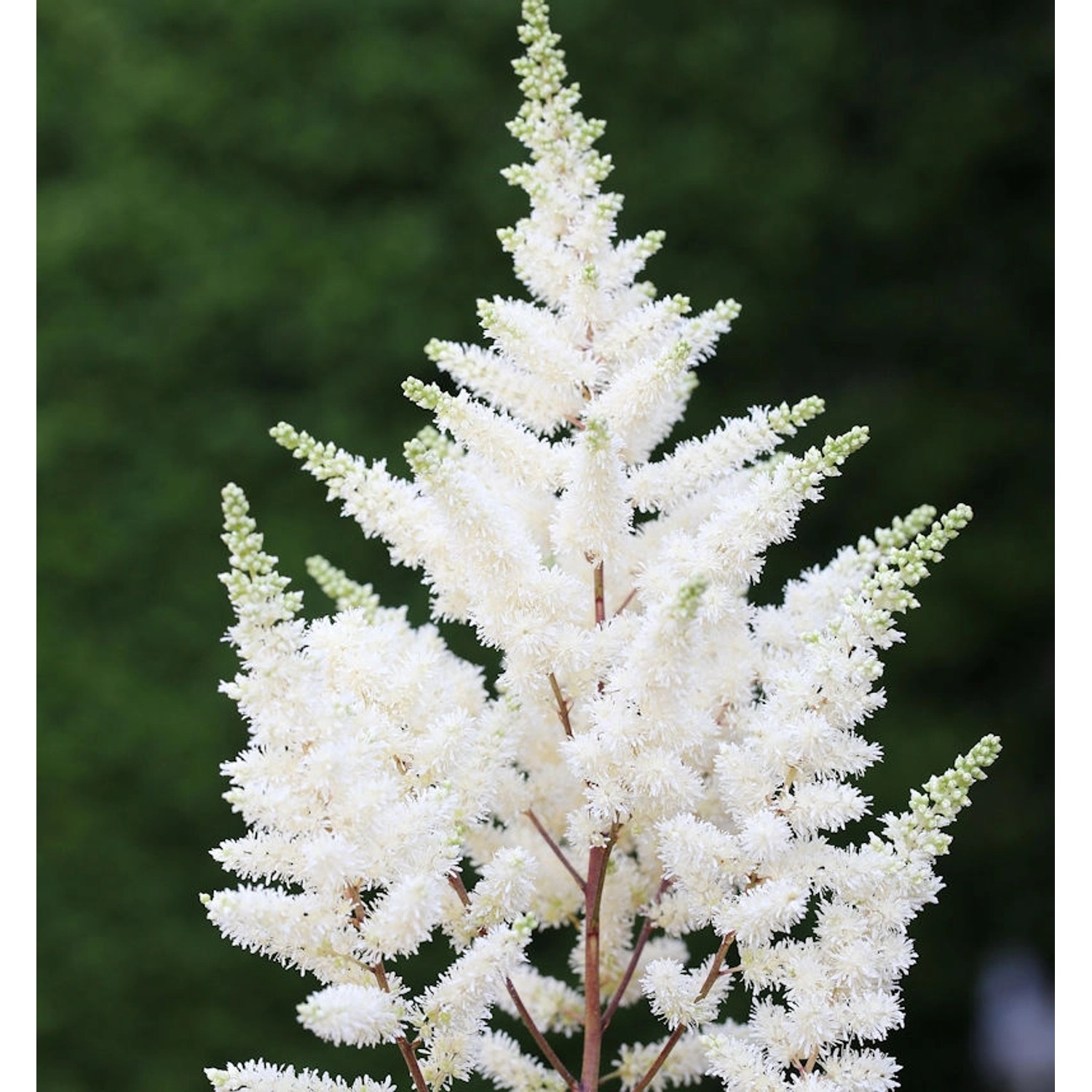 Prachtspiere Younique White - Astilbe cultorum Prachtspiere Younique White - Astilbe cultorum von Die Nr-01.de